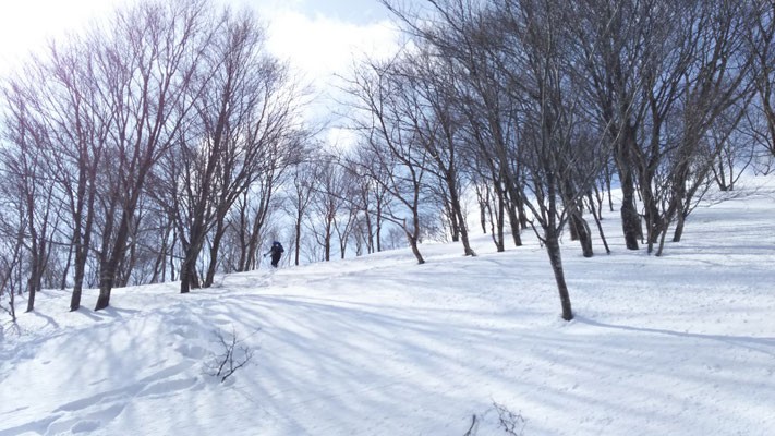 細いブナ林の中を登る