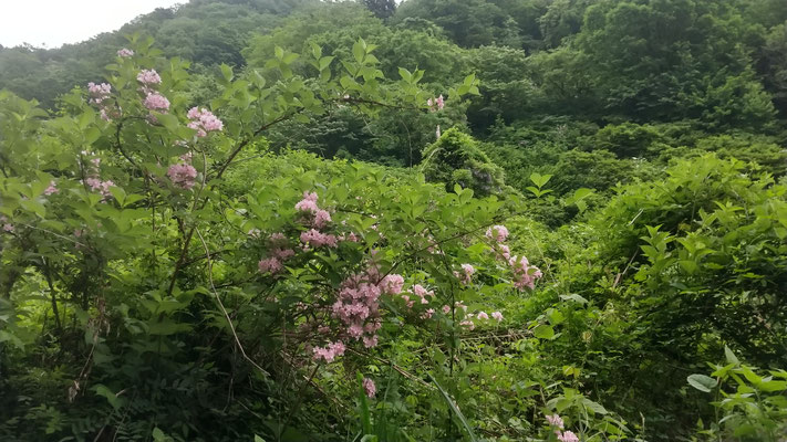 きれいなピンク色のタニウツギの花
