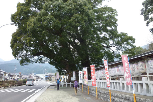 尾鷲神社のとてつもなく大きな御神木。