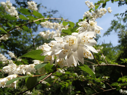 エゴの花？