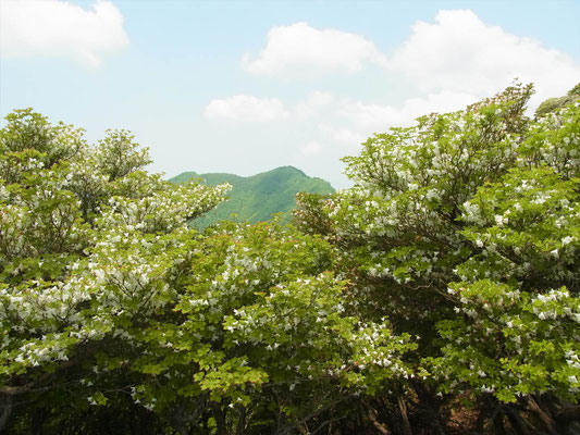 シロヤシオの木間から静ケ岳