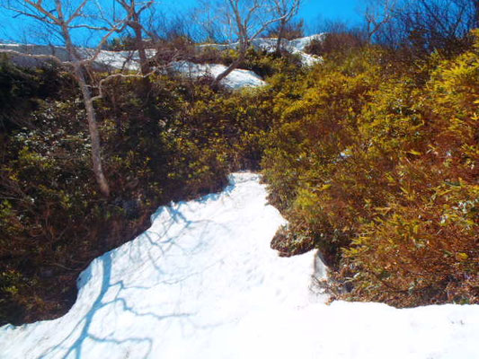 雪上～藪の繰り返し