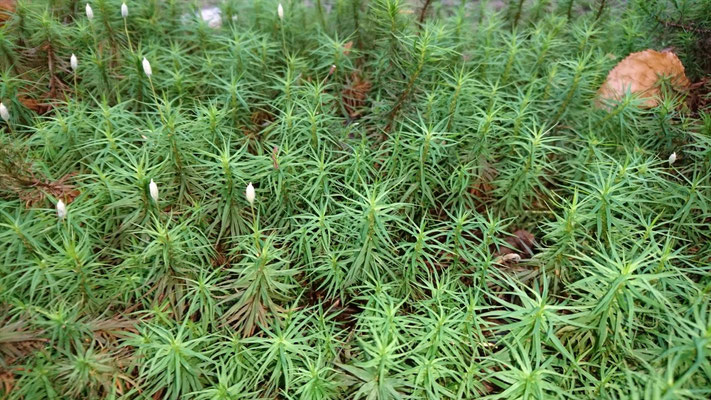 大きな苔です、数センチあります。