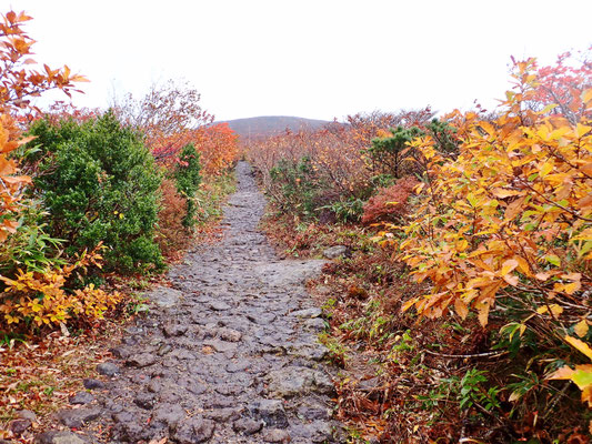 栗駒山中央コースのコンクリート道と紅葉