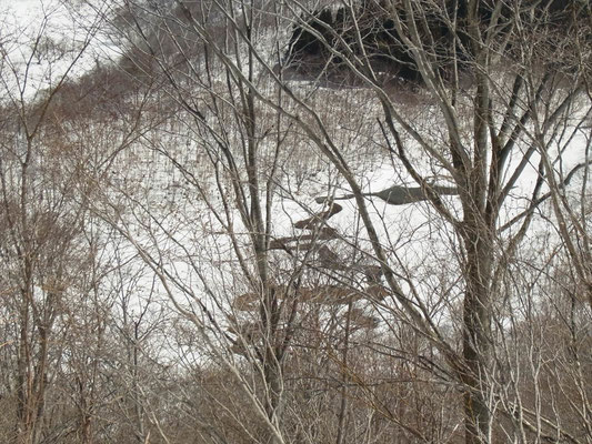雪が溶け始めた湿地帯。川の蛇行がいいね