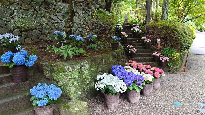 清水寺境内のアジサイ