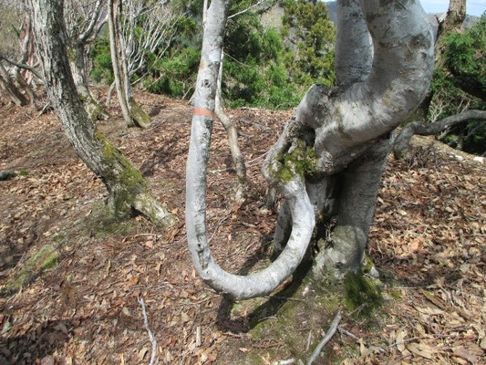どうしてそんなにひねくれてしまったの?