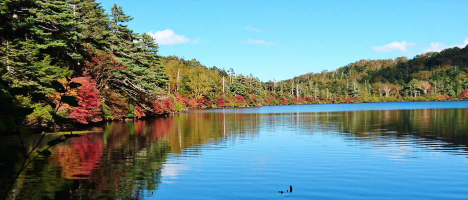 これから紅葉のピークを迎える白駒の池