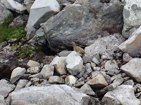 室堂山展望台からの帰り道、ガスってきたためか雷鳥さん登場