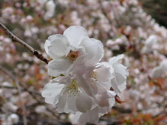 常照皇寺・御車返しの桜アップ