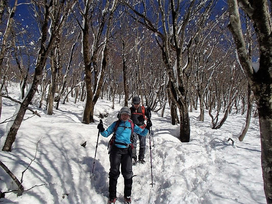 木立の中を下山です