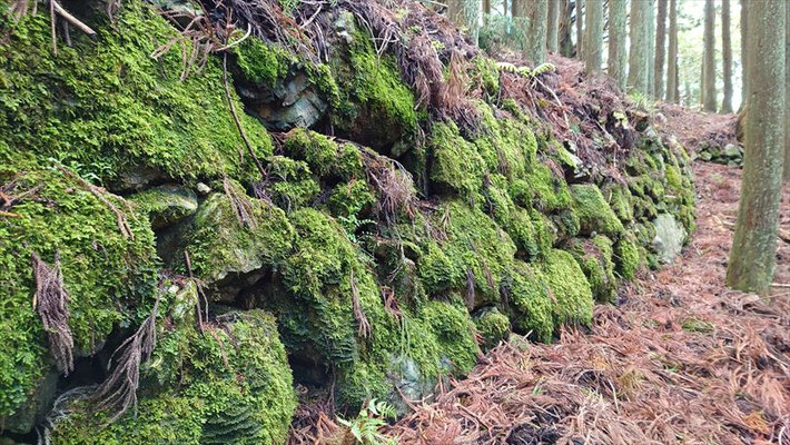 周山城址の苔むした石垣