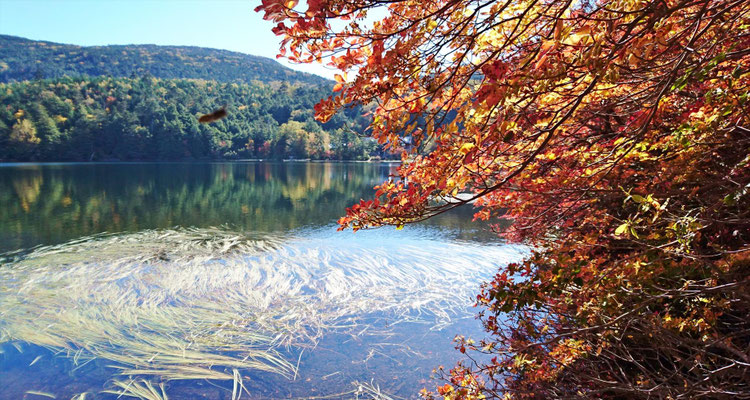白駒の池に戻り、湖畔にて撮影