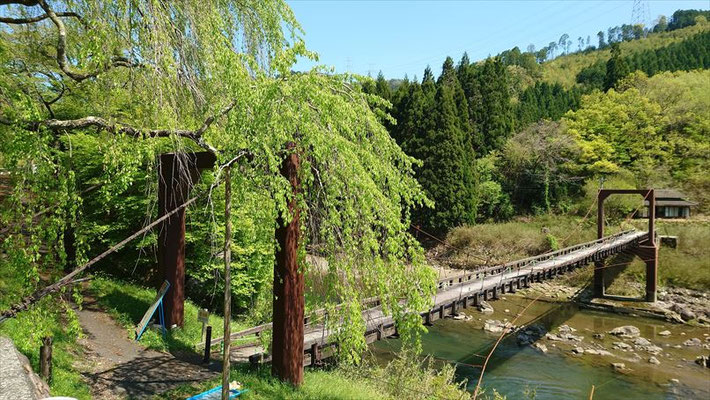 魚ケ淵の吊り橋と桜の木