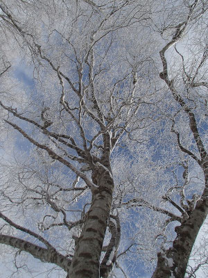 青空をバックに樹氷の付いた枝先が美しい