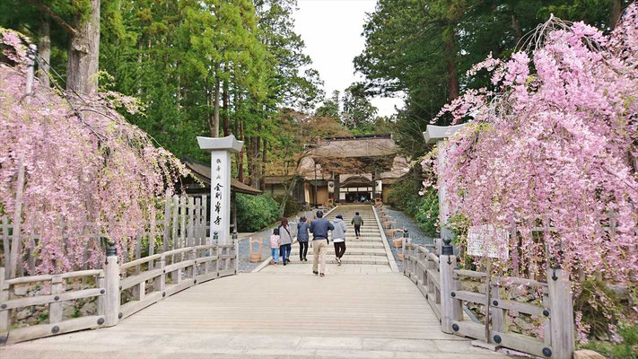 金剛峰寺正門には、枝垂れ桜が満開でした