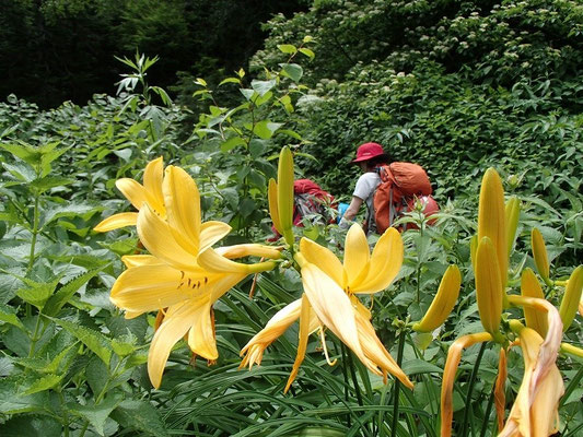 ニッコウキスゲが咲く山道を進みます