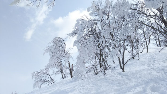 木々の枝は樹氷を纏って白く映える
