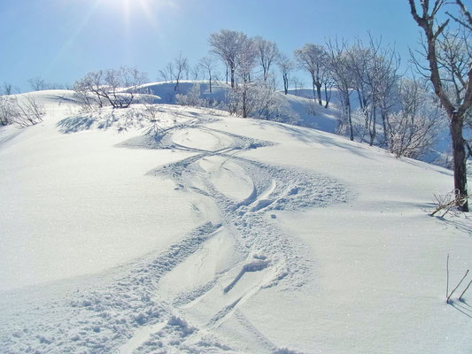 手つかずの尾根を滑りました