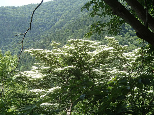 ヤマボウシの花
