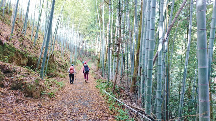 まずは、きれいな竹林を筍を見ながら進む