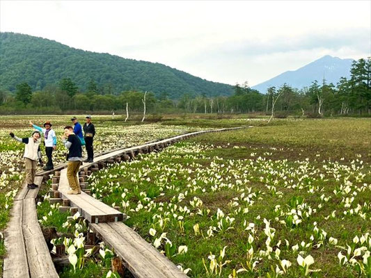 6/8 　尾瀬植物研究見本園で、燧ケ岳と水芭蕉群生地で