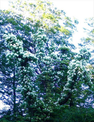 ノリウツギ？ツルアジサイ？が古木に絡んで咲いている。美しい