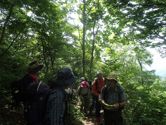 周りの植物の話を聞きながら進みます