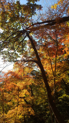 登り始めの小袖付近は紅葉が真っ盛り