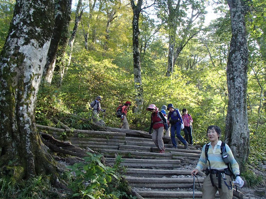 ブナ林の中の階段道を降りてきました