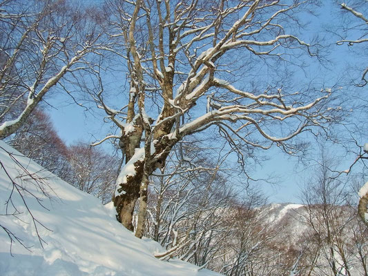 巨木も雪化粧