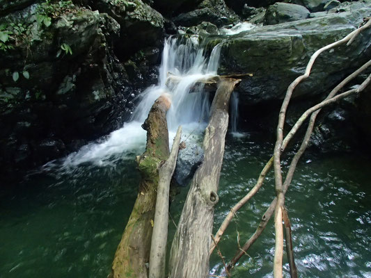 ナメ滝２ｍの天然の木の橋