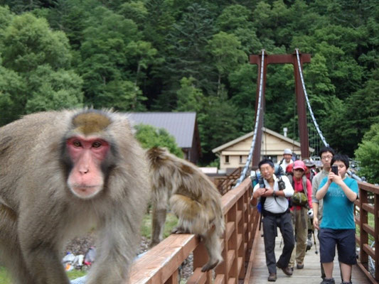 野生のサルがお見送り