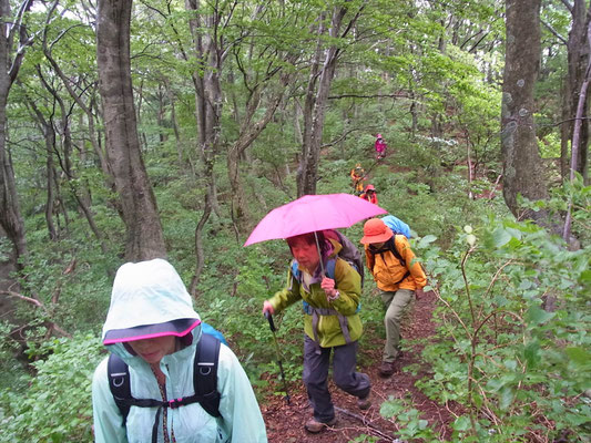 小雨が降っていますが、歩きやすい道です。