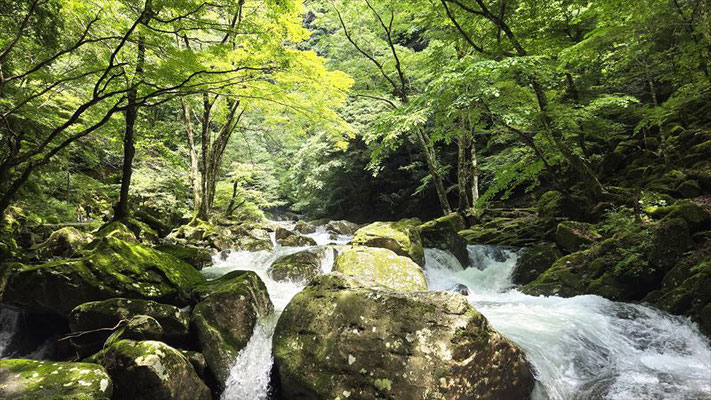 この雰囲気がいいですね。日が当たると木々の緑が輝きます