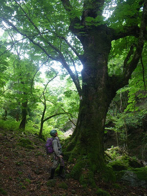栃巨木。幹回り４ｍ以上。