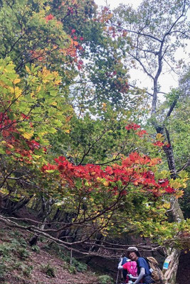 紅葉も綺麗です