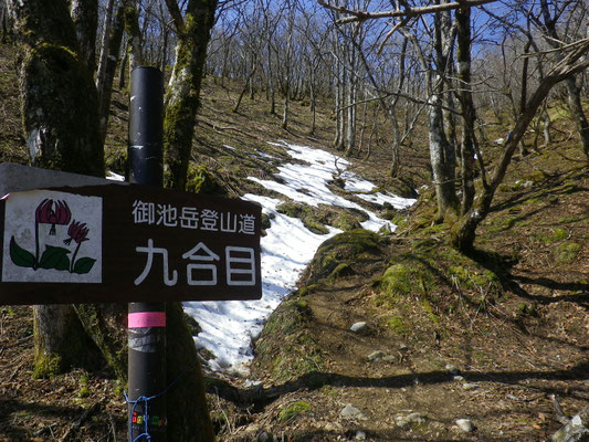 御池岳(丸山)への登り、雪渓が残っていて所々ドロドロ