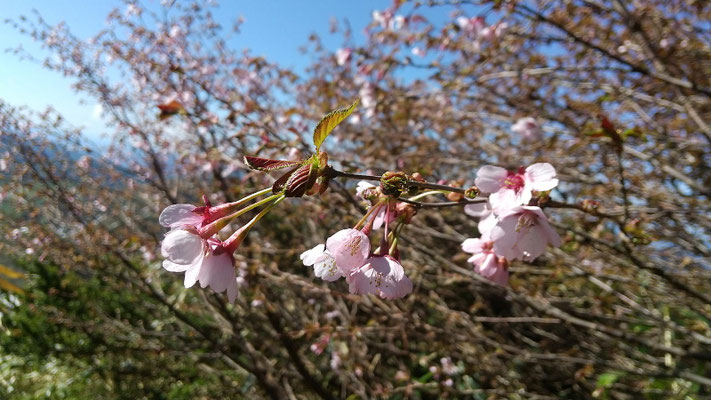 登山道で満開のピンクのミネザクラ