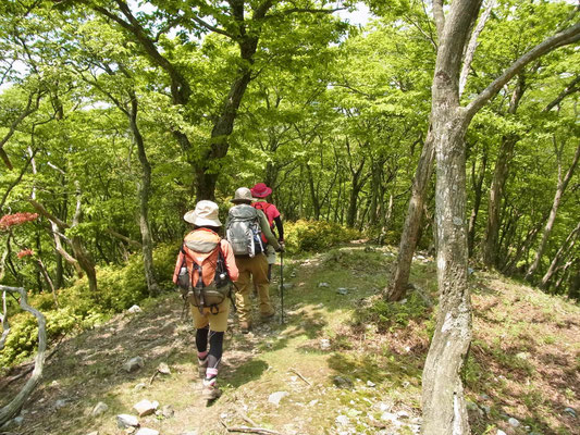 分岐より静ケ岳に向かう。明るく新緑がさわやか