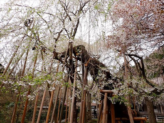 常照皇寺・九重の桜