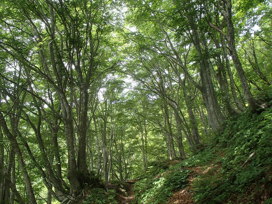 ブナ林 新緑が美しい