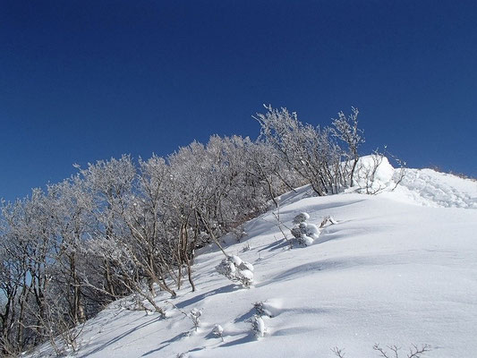 北西の斜面は樹氷原になってました