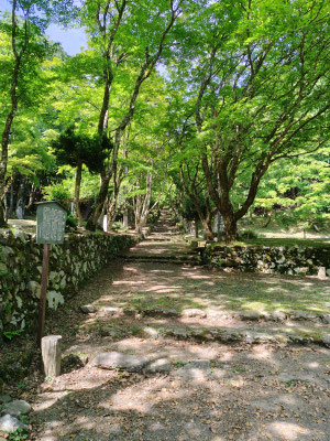 旧飯福寺（現鶏足寺）のもみじの参道