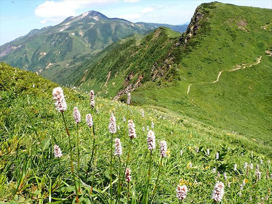 イブキトラノオと南縦走路と白山本峰