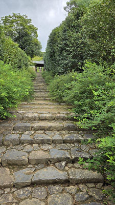 白毫寺　萩の花