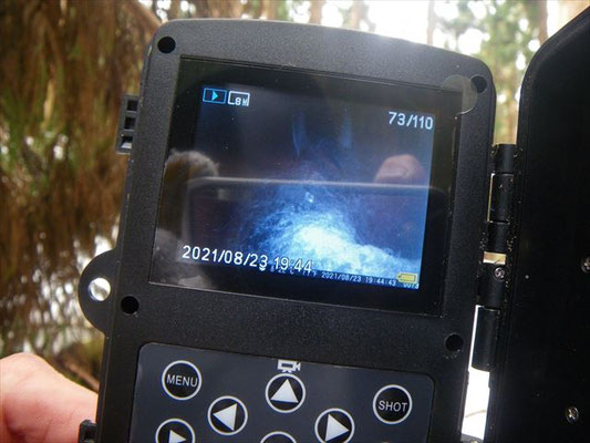 写っていた映像。熊？