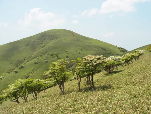 シロヤシオと竜ケ岳