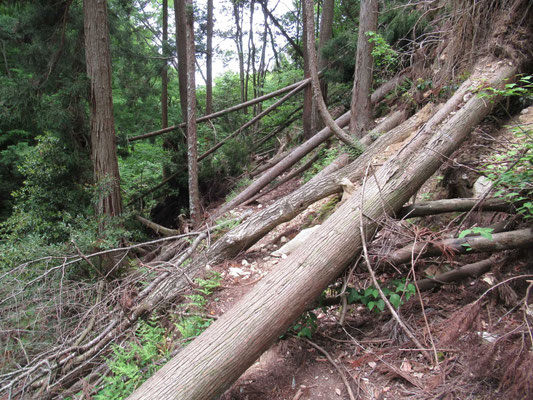まっすぐな登山道を遮る倒木