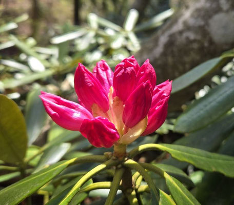 まだ、蕾です。花が濃い